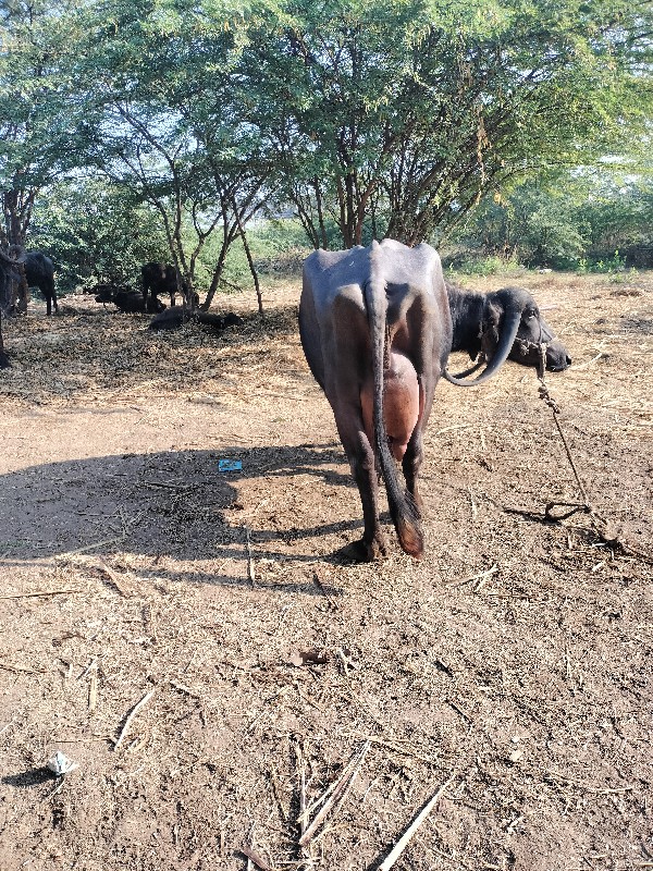 ભેંસ વેચવાની છે