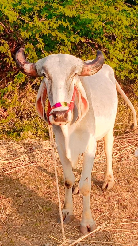 દેવીપુજક લે વેચ