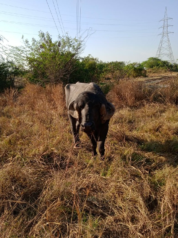 પાડો વેચવાનો છે