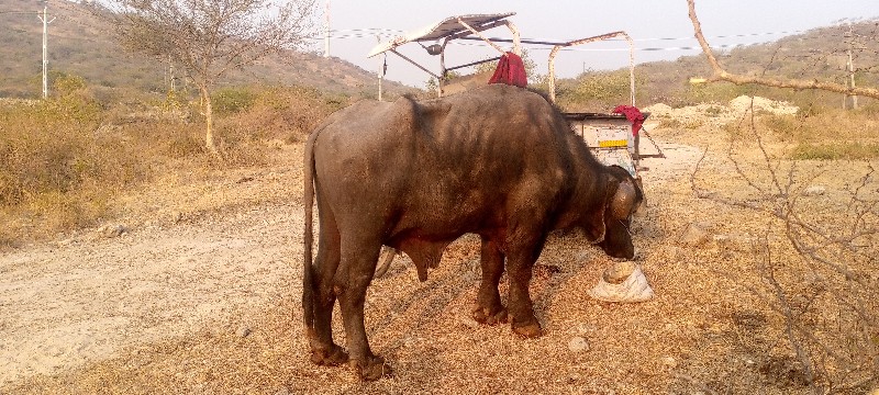 પાડો વેચાવ છે