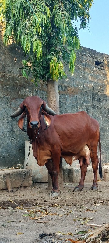 ગાય‌ વેચવાની છે