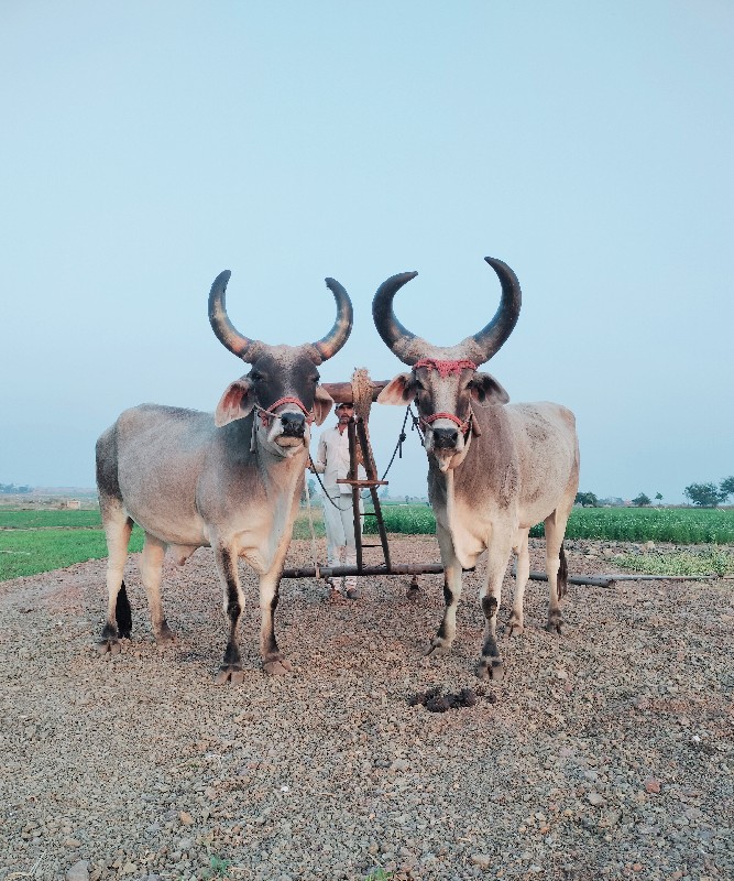 ધોરીળl ગોઢલા વે...