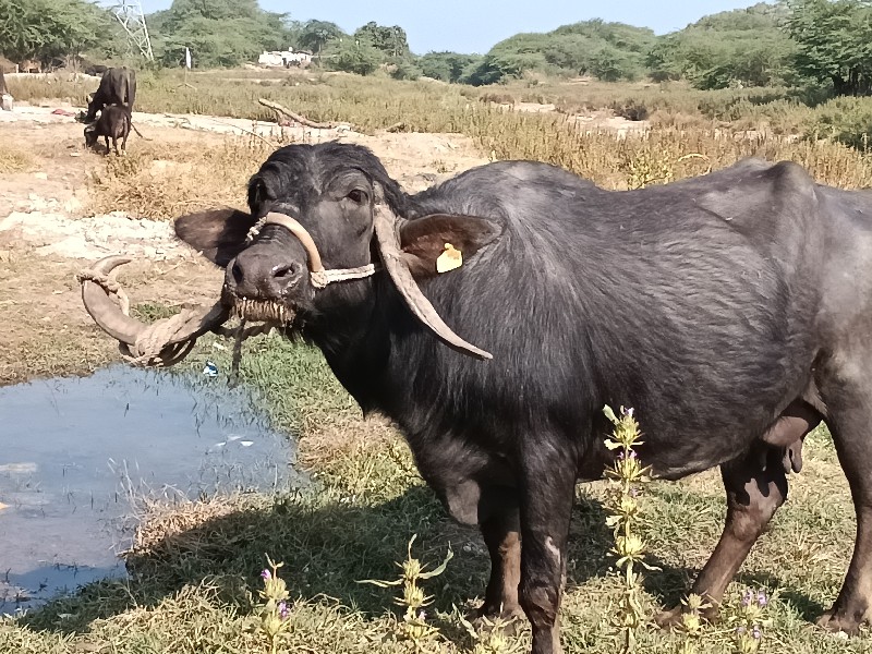 ભેંશ વેચવાનિ છે...