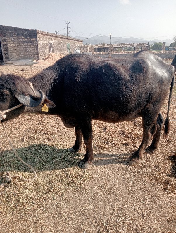 પહેલું વેતર ખરે...