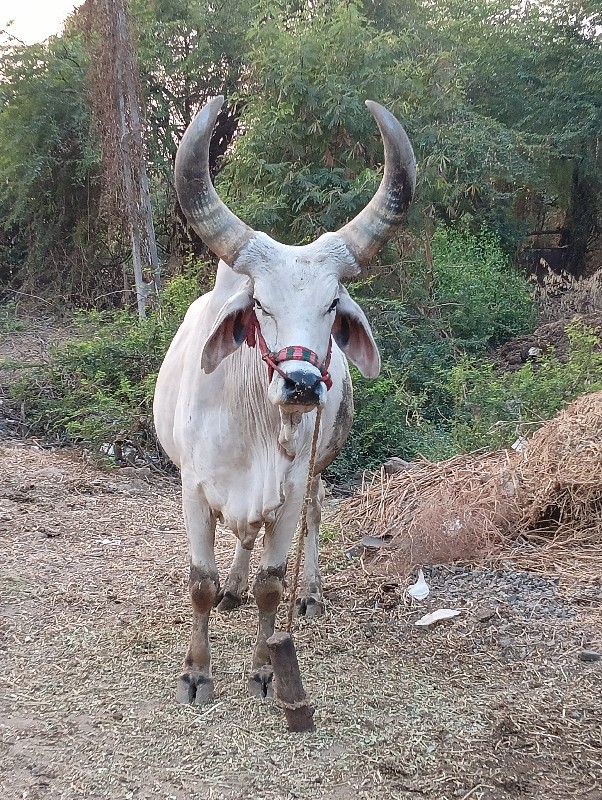 આ ગોઢલો વેચવાનો...