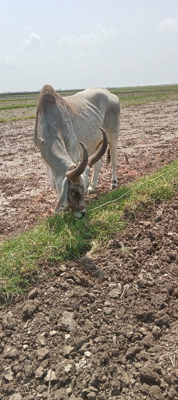 બળદ વેચવાનો છે