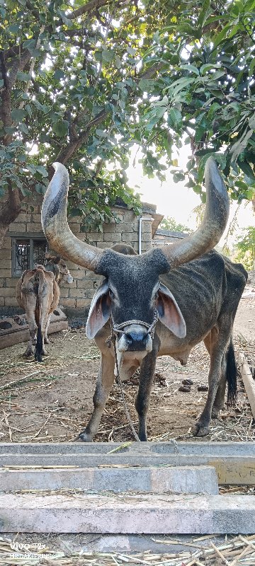 બળદ વેચવાનો પ્ર...