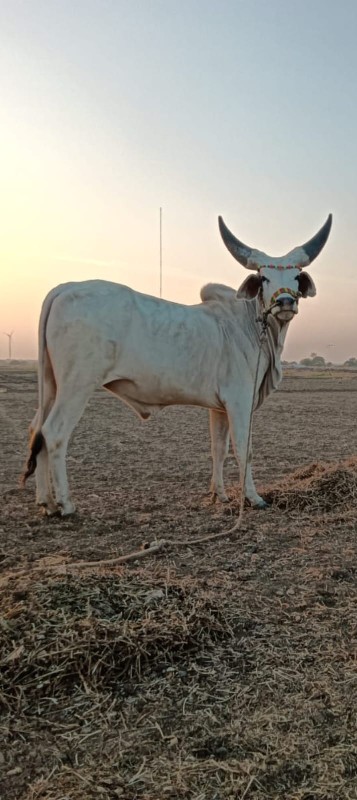 વેશવા નો છે