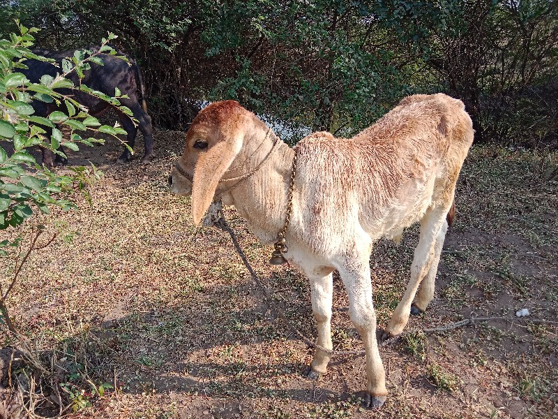 આ વાછરડો વેચવા...