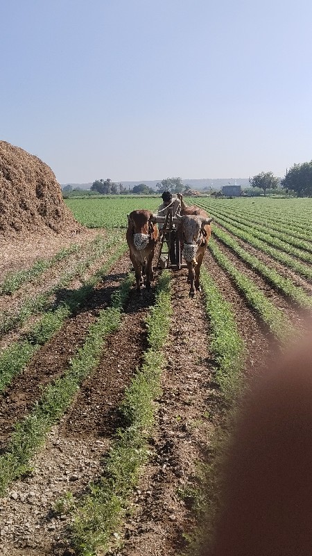 ગોઢલા