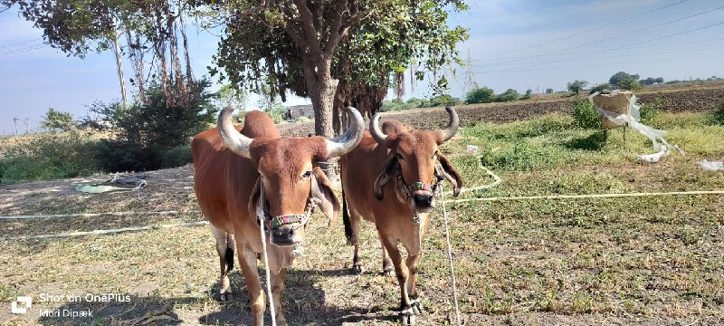 ગોઢલા