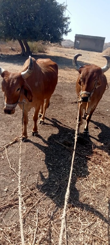 બળદ વેચવાના છે...