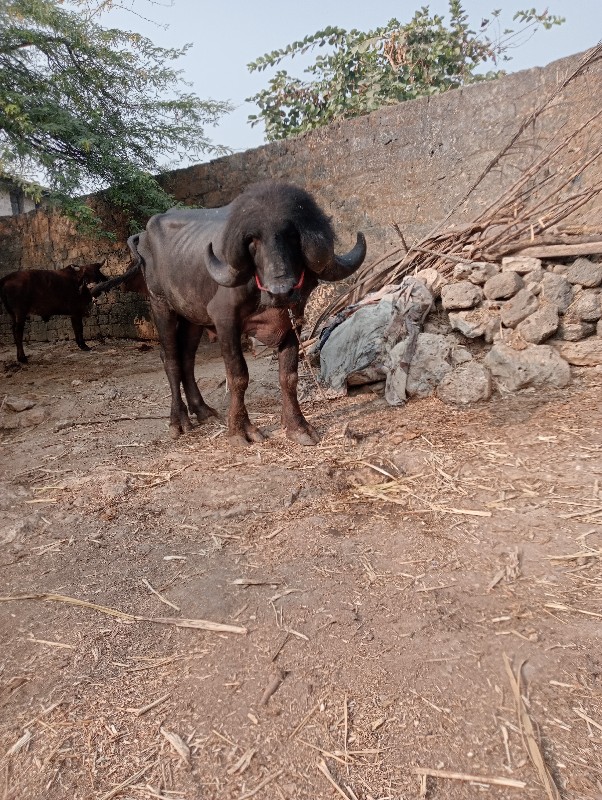 આ પાડો જાફરાબાદ...