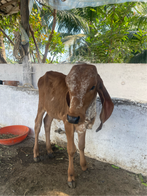 ગાય વેસવાની છે