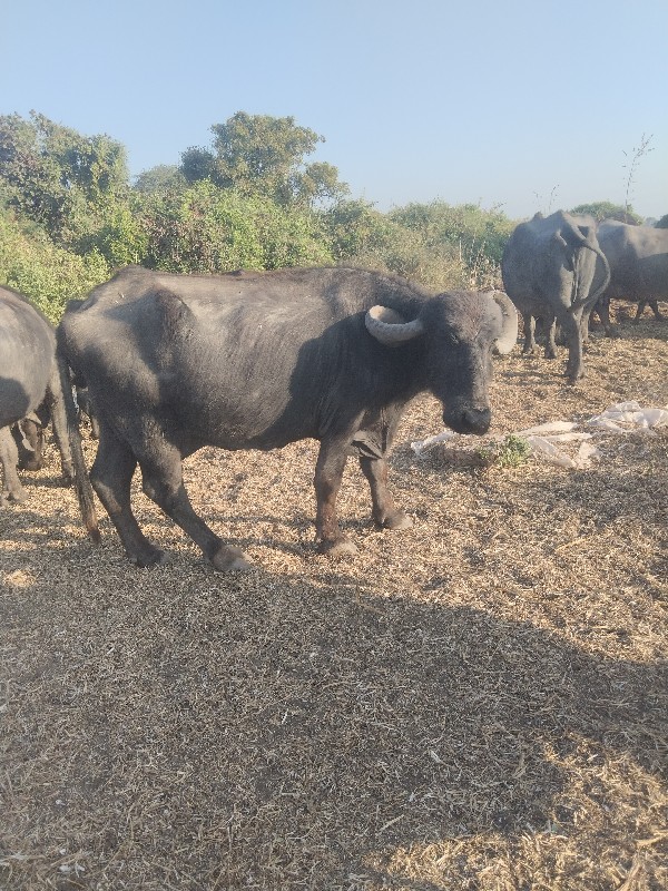 ભેંસ વેચવાની છે