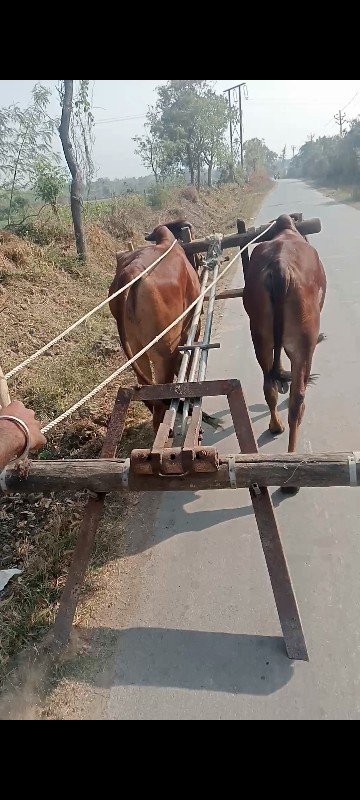 ગોધલાવેશવાનાછે