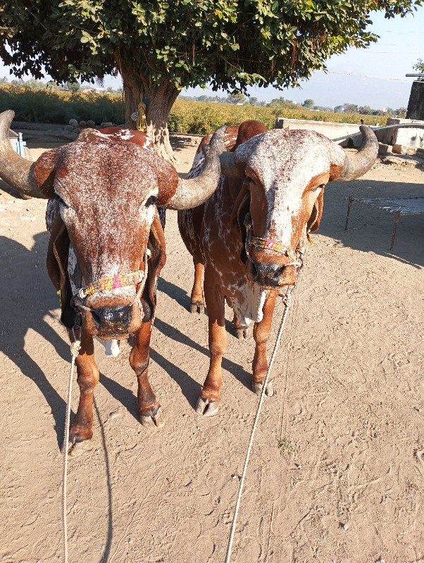 આ વાશડા વેચવાના...