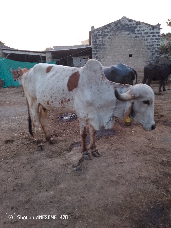 ગીર ગાય વેસવાની...