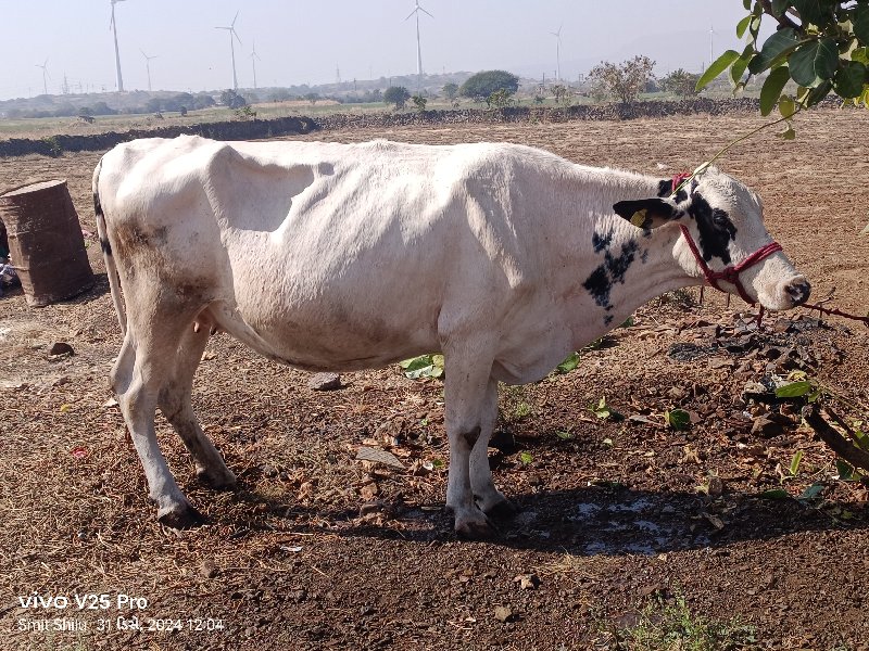 ગાય