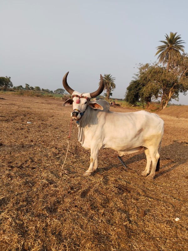 વેચવાનો છે