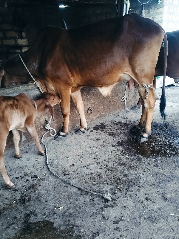 ગાય દેવાનિછે