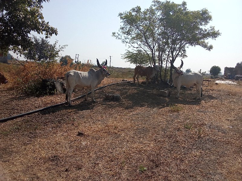 બળદ વેચવાના છે