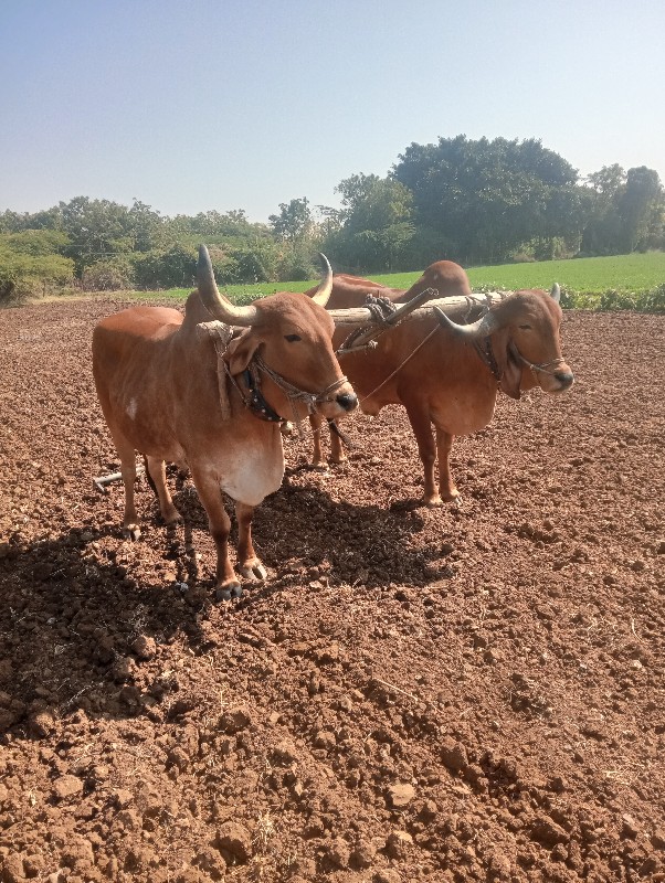 ગોઢલા વેસવાનાછે