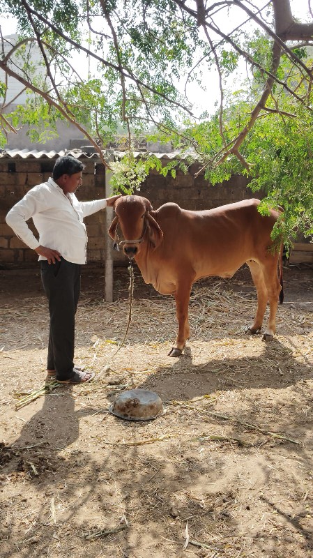 hodki vechvani...