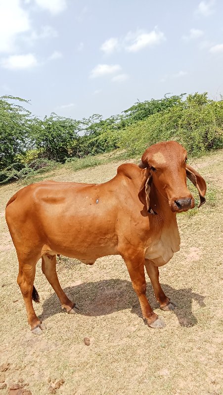 ગાય 🐄