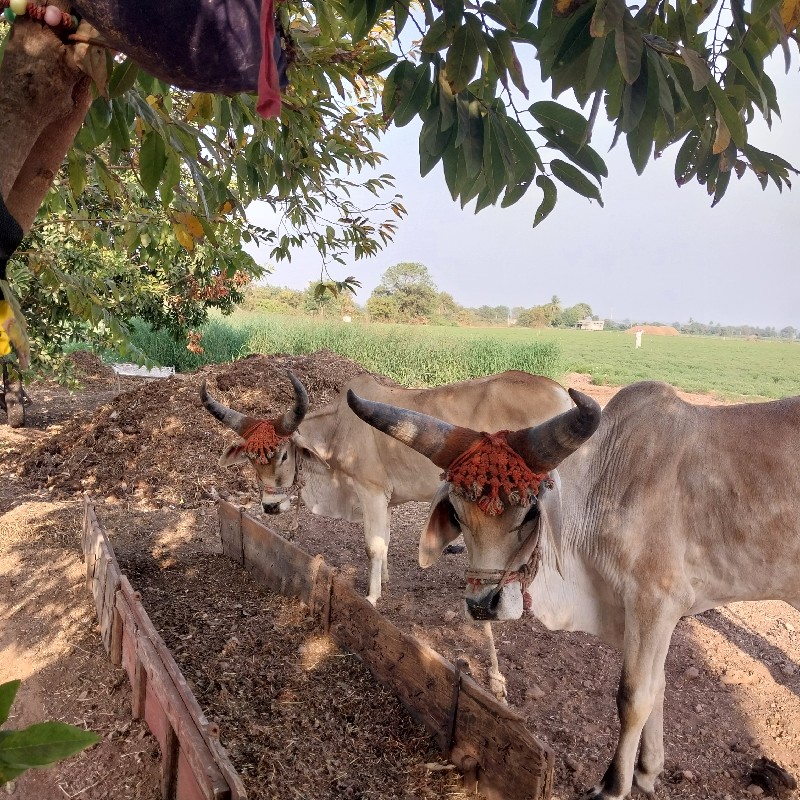 ગોઢલા