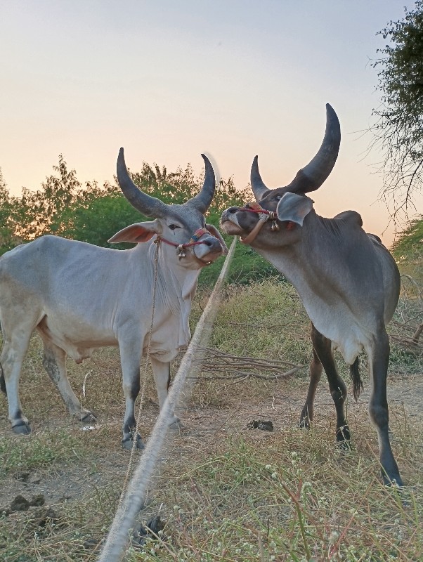 ગોઠલા નેસના ના...