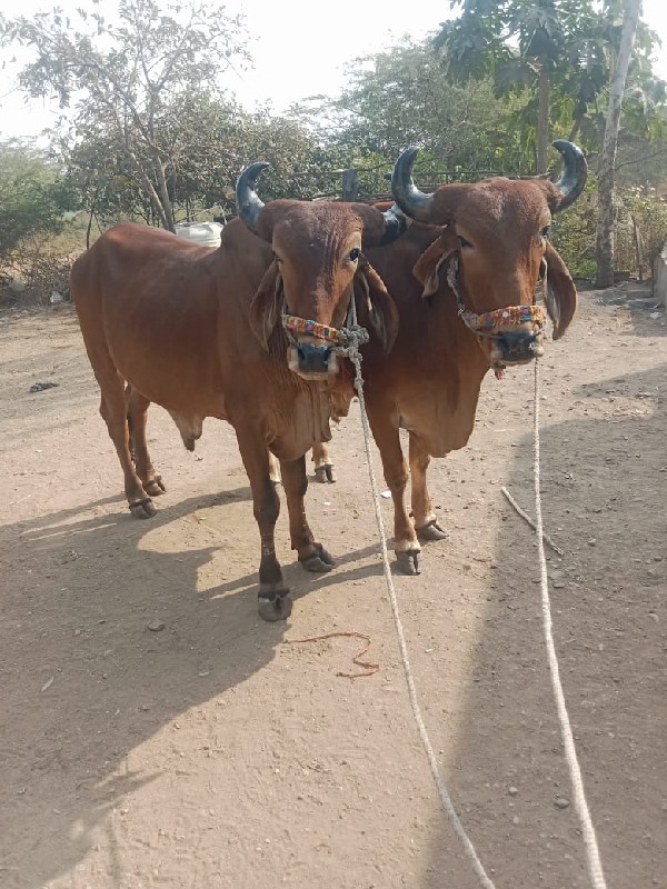 કાબો જામનગર