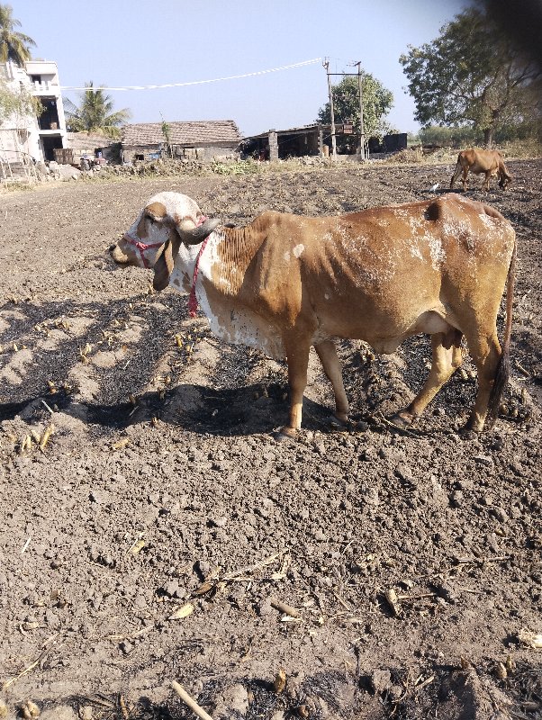 Kabra Gir ગાય