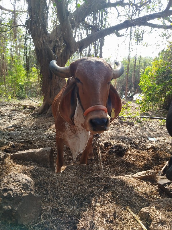 ગાય વેશ વાની સે