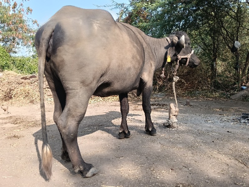 ખડેલી વેચવાની છ...