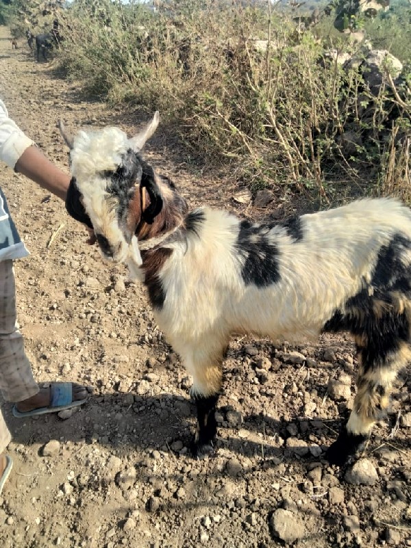 ત્રણ બકરા વેચવા...