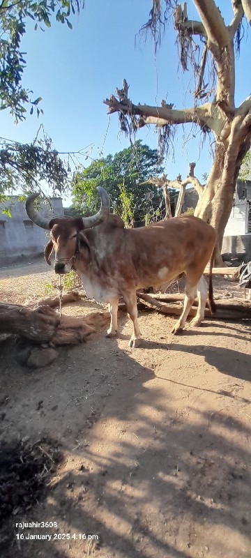 બળદ વેચવાના છે