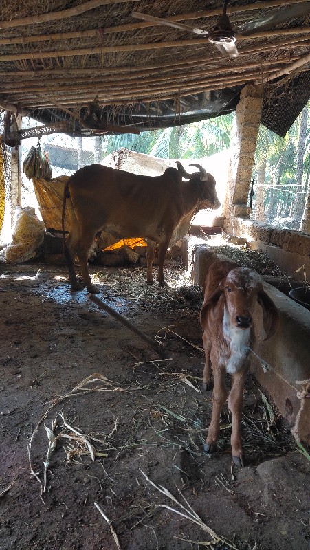 ગાય હારે ઘોડી લ...