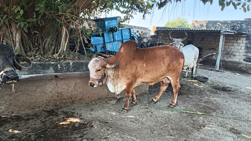 ગીર ગાય વેસવાની...