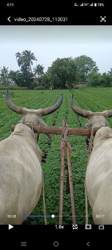 બળદ વેસવા નો સે...