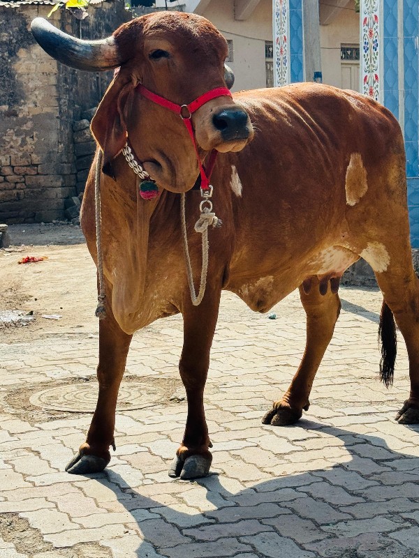 ગાય વેચવાની છે