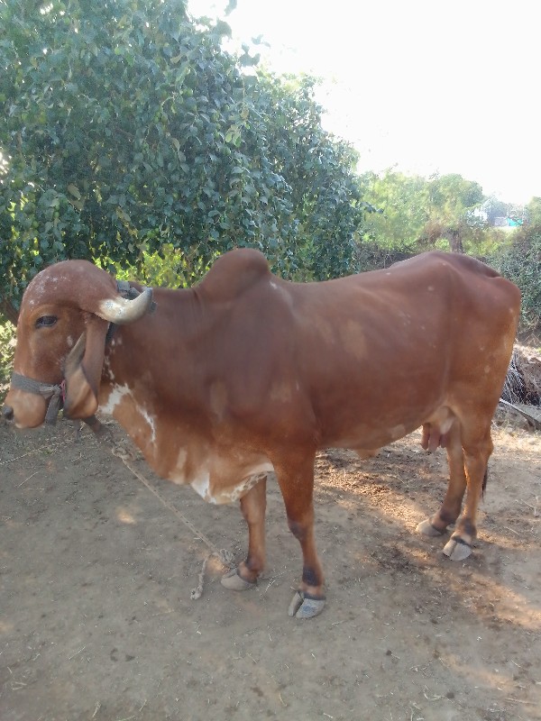 Ramji