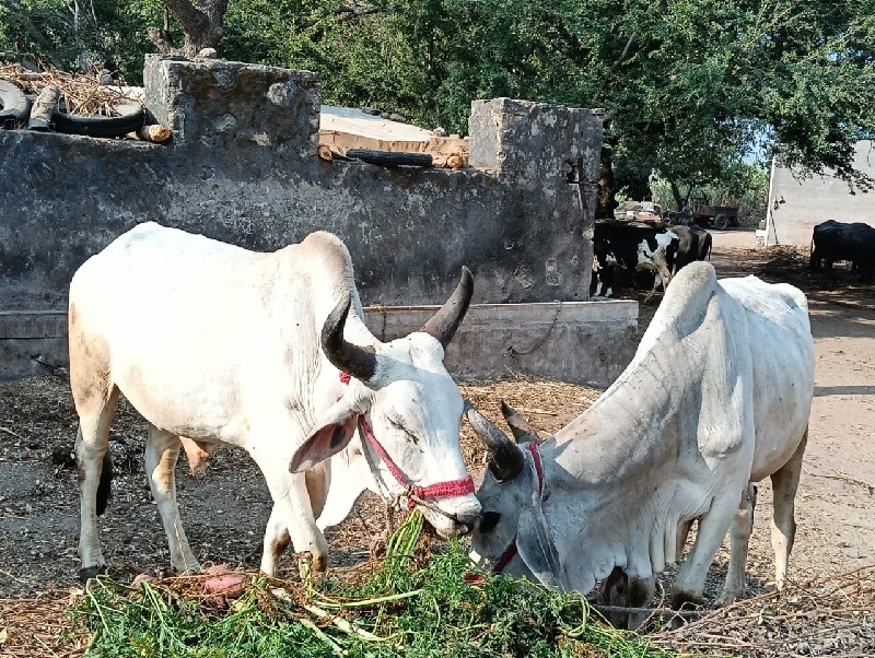 બળદ