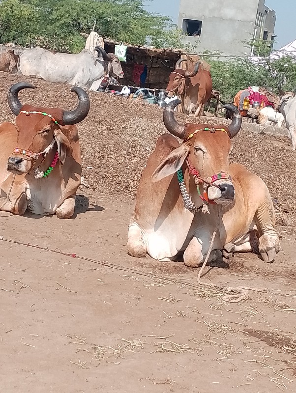 સુસાઇડ