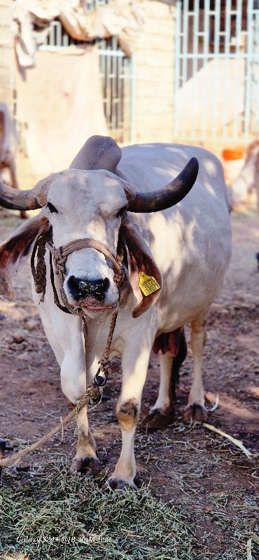 ગીર ગાય