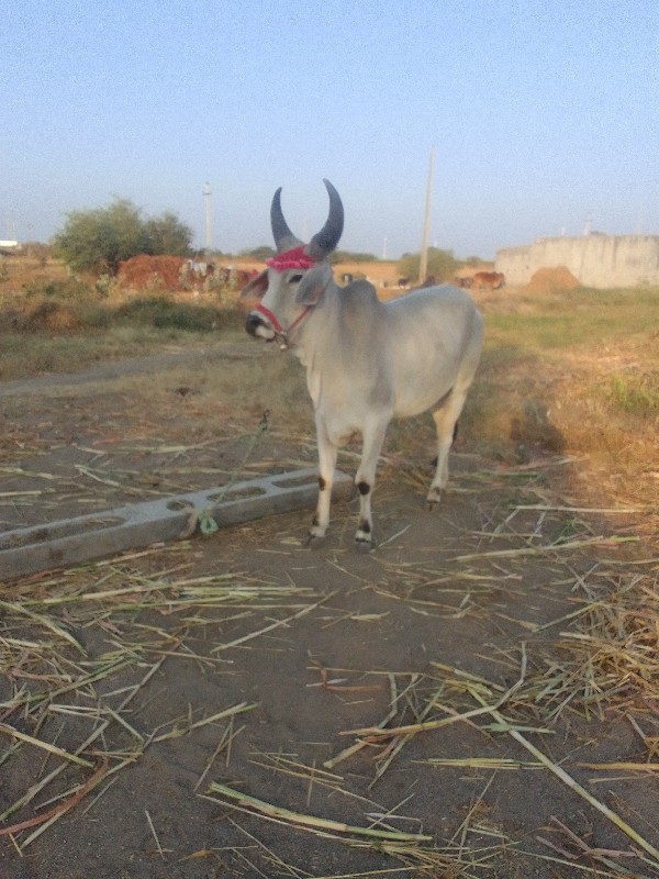 ઘોઢલો વેચવાનો છ...