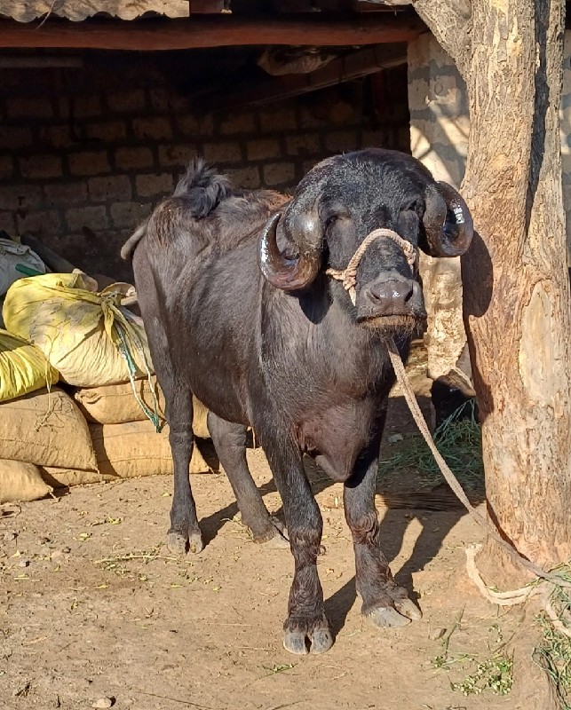 ખળેલી વેચવાની છ...