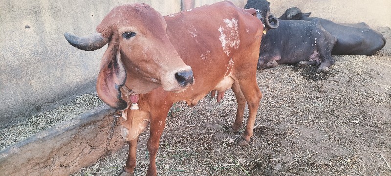 ગિર ગાય વેચવાની...