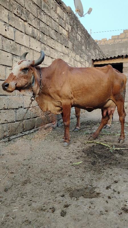 રાજકોટ