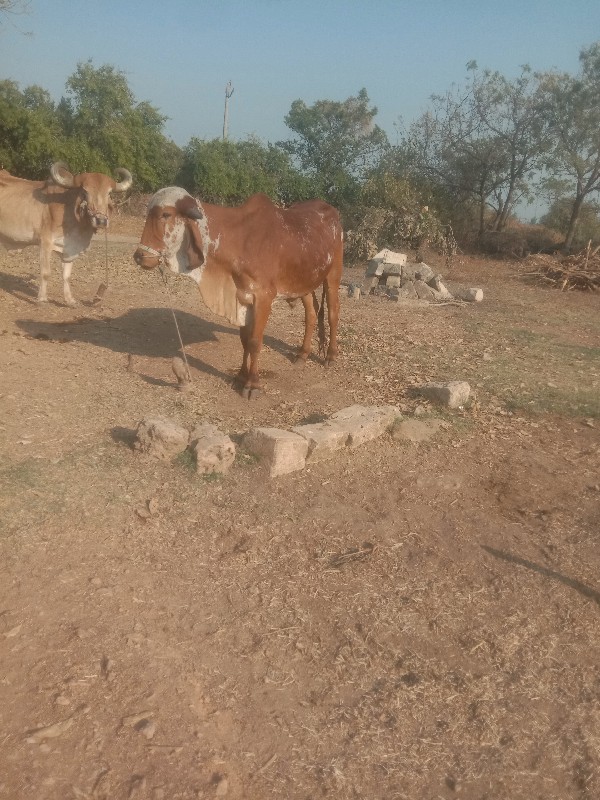 ગોઢલો વેસવો સે